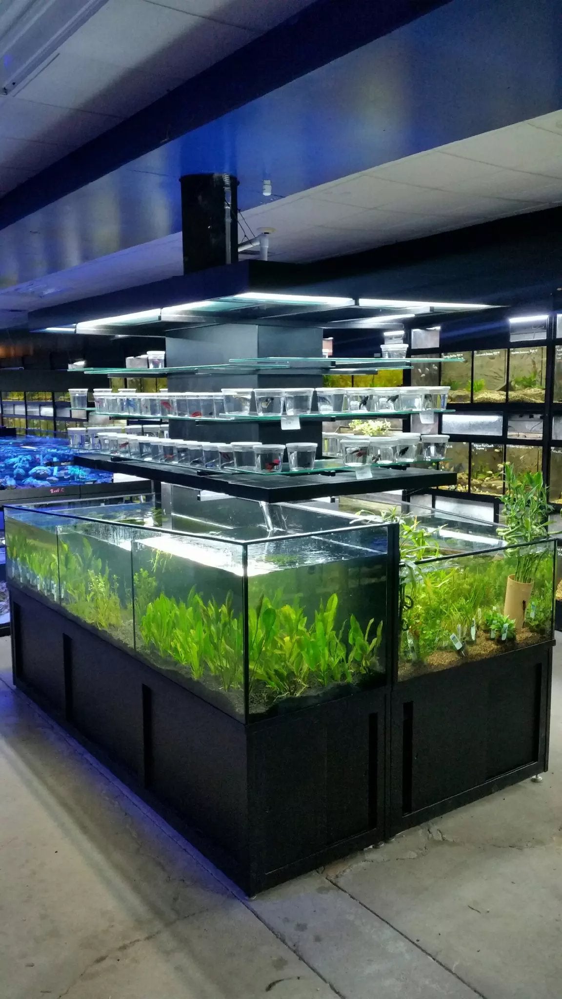 Aquatic plant store best sale