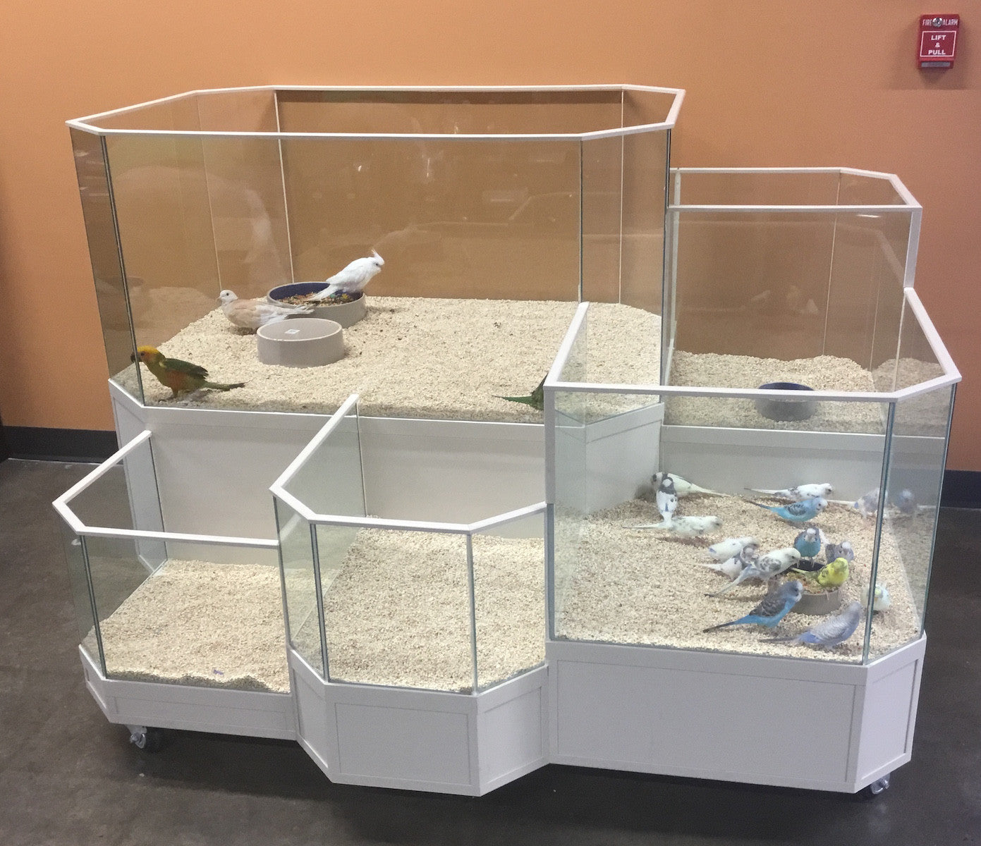 Small Parrot or Bird Display