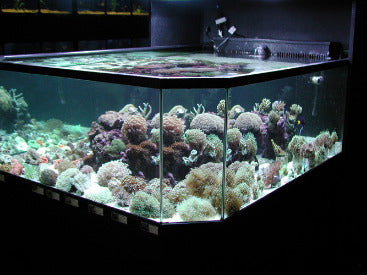 Closeup of Marine 3D Aquarium in a Marine Fish Store