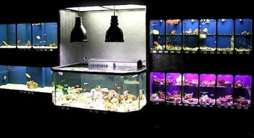 3D Aquariums or Touch Ponds DAS