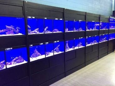 Commercial Marine Fish Display Rack a Self Contained Habitat