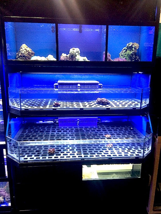 Marine Frag or Coral Care Commercial Wall Rack Display