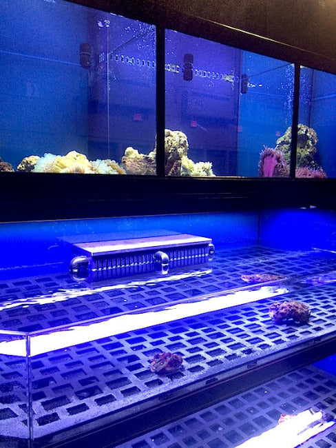 Marine Frag or Coral Care Commercial Wall Rack Display