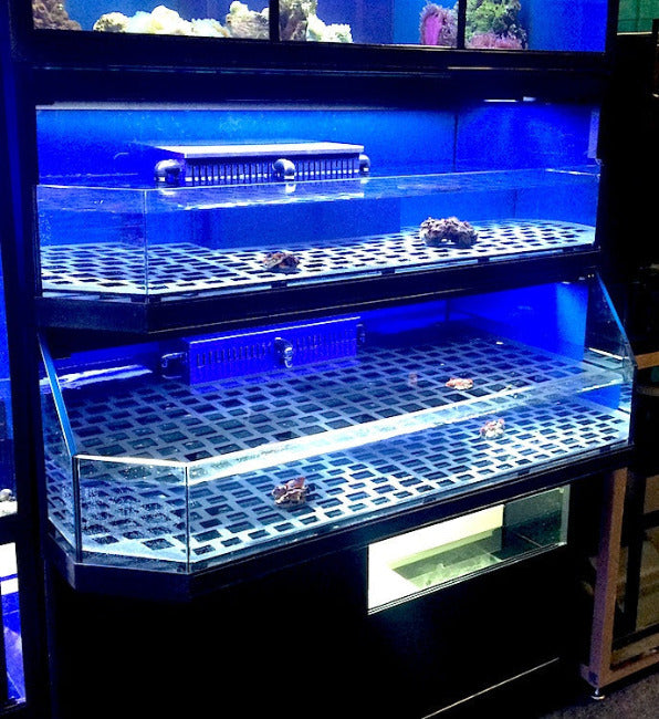 Marine Frag or Coral Care Commercial Wall Rack Display