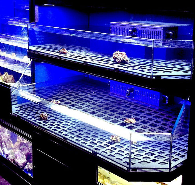 Marine Frag or Coral Care Commercial Wall Rack Display