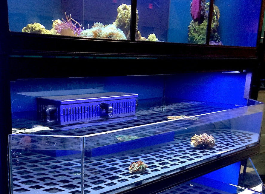 Marine Frag or Coral Care Commercial Wall Rack Display