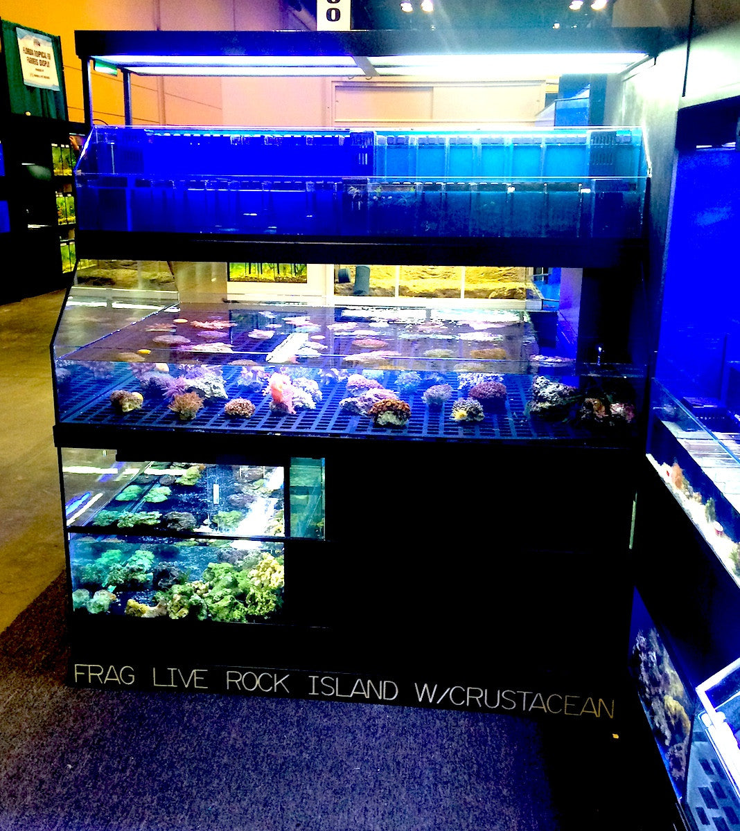 Tropical Fish Store Frag Tank Display Table