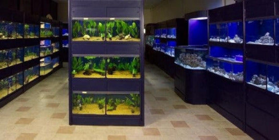 Freshwater Fish Enclosures Commercial Retail Rack Display