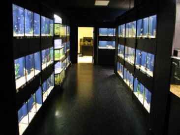 Freshwater Fish Enclosures Commercial Retail Rack Display