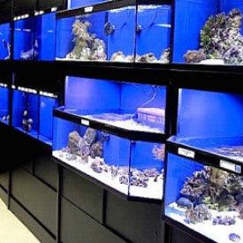 Marine Fish Aquarium Racks