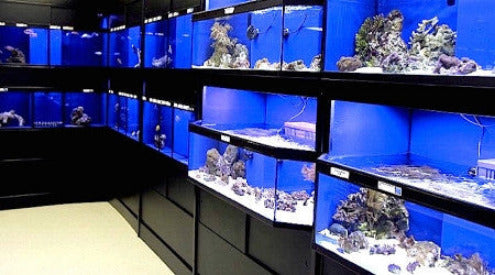 Marine Fish Care Commercial Display Rack