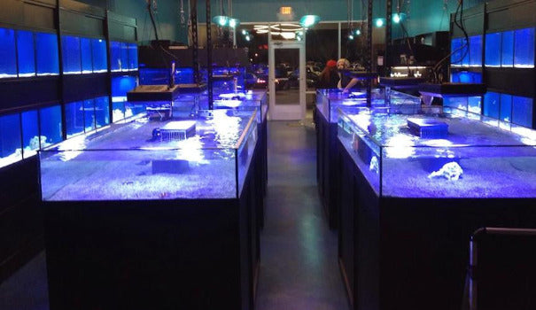 Coral Tanks in Tropical Fish Store