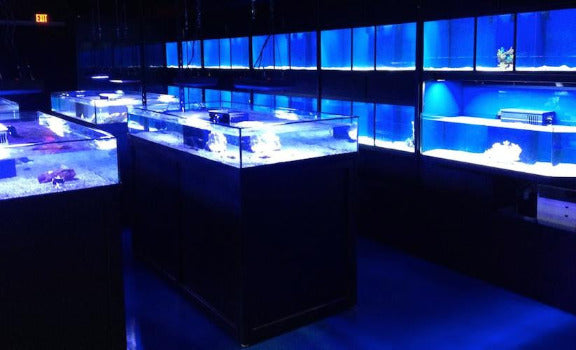 Coral Frag Tank Display Commercial