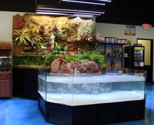 freshwater aquarium stingray